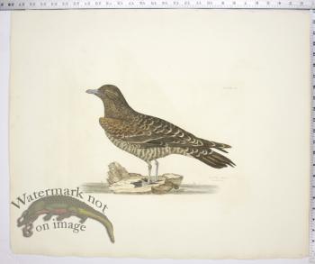 Artic Skua